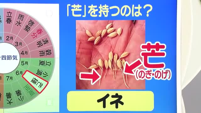 【天気／山形】芒（のぎ）を持つのはイネ＆週末の詳しい天気　中村友祐気象予報士の天気予報(2)