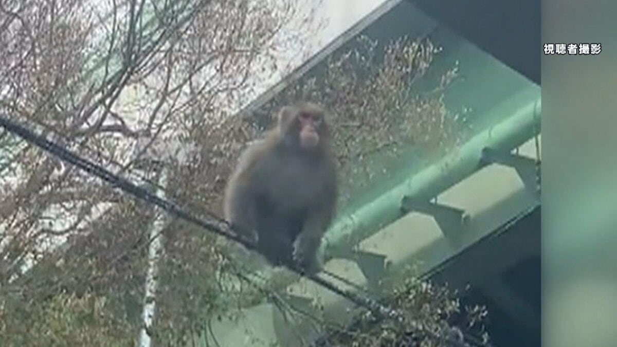 危険】都市部で“サル“が相次ぎ出没！目撃情報”3倍“の場所も…専門家