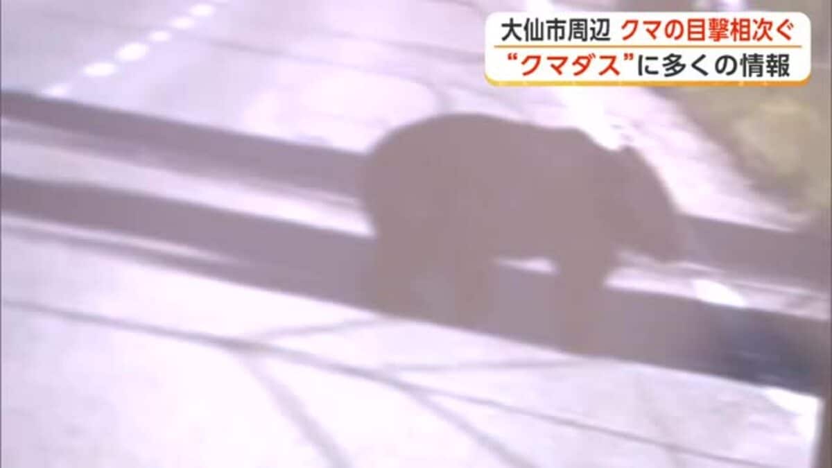 大仙市内でクマの目撃相次ぐ 出社時にニアミスの会社員も クマダスに