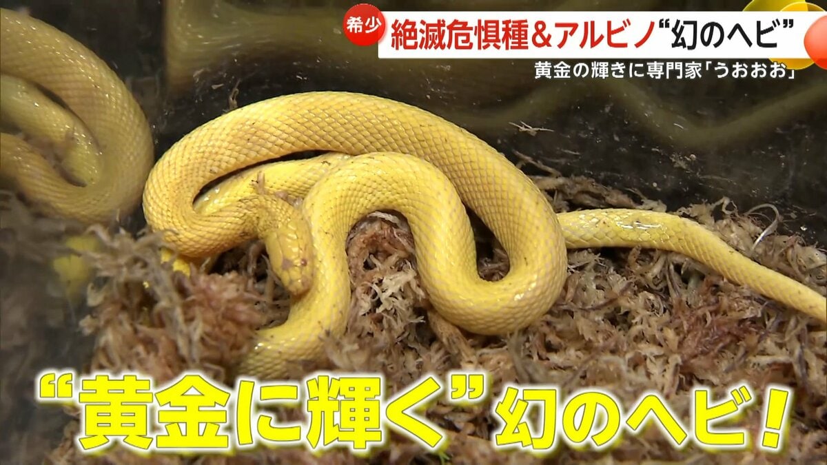 アルビノ西部 Diamondback ガラガラヘビ - Crotalus の Atrox、毒、白の背景の写真素材・画像素材 Image 13582686
