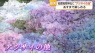 約1000株のアジサイが池一面に　祐徳稲荷神社で7月1日まで【佐賀県】