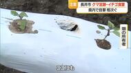 【クマ出没】足跡くっきり長井市の畑でイチゴ食べられる被害　親子のクマ2頭など県内各地で目撃　山形