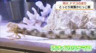 こいのぼり？いえ、巨大な「ナマコ」です「とっとり賀露かにっこ館」で特別展示「オオイカリナマコ」