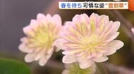 “雪割草”の美しさ競う品評会「審査に苦しむくらい見事」 可憐な姿のウラに生産者の努力も「花が咲くまで4年はかかる」新潟