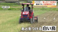 警戒心強い鳥なのに…トラクターを必死に追うシラサギ　掘り起こされる季節限定のごちそう“カエルやミミズ”狙って出没　長崎・五島市