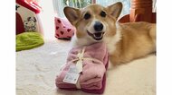 自分へのお土産だと勘違い…自慢げにタオルを“持ち歩く”犬がかわいい! その後を飼い主に聞いた