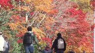 “紅葉がピーク” コキア カエデ モミジ… 滝野すずらん丘陵公園 見ごろを迎える 秋空 色鮮やかに