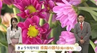 重陽の節句は「特に縁起の良い日」　なにをする？「菊酒」「秋の味覚」「後の雛」　気象予報士が解説
