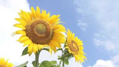 “太陽の街”に咲く大輪のひまわり