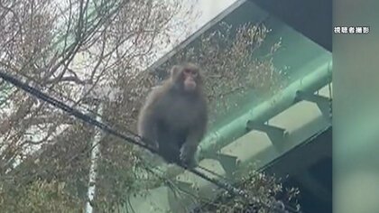 【危険】都市部で“サル“が相次ぎ出没！目撃情報”3倍“の場所も…専門家「噛まれた場合は裂傷が激しい」