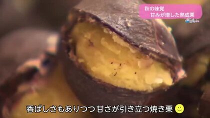 秋の味覚「栗」　とろける甘さ！熟成栗とは【トレリン】