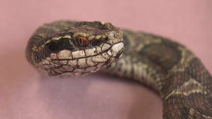 73万円寄付の返礼品は“マムシ”!?　鳥取・江府町のふるさと納税が話題　豊かな自然をPR