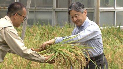 天皇陛下が皇居で恒例の稲刈り　雨でぬかるむなか長靴姿で「ニホンマサリ」など20株収穫　米は宮中祭祀などで使用