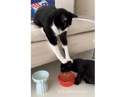 「水分補給は大事だけれども…」水を飲む子猫の“頭を押さえる”兄猫に爆笑…2匹の関係性を聞いた