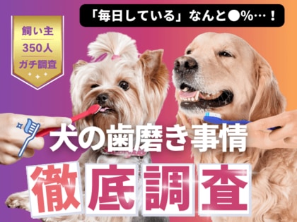 【飼い主350人に調査】愛犬の歯磨き、意外にも毎日派は●％！飼い主たちのリアルな工夫を紹介