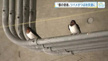 「春の使者」ツバメがつばめ交通にやって来た　35年以上も春の訪れ告げる風物詩　広島市