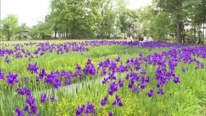 境内彩る約３０００株の花…津山市の作楽神社で「アヤメ」見ごろ【岡山】