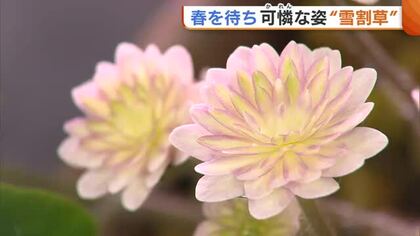 “雪割草”の美しさ競う品評会「審査に苦しむくらい見事」 可憐な姿のウラに生産者の努力も「花が咲くまで4年はかかる」新潟