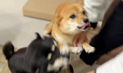 「いつ終わる？」豆柴2匹が“じぃじとばぁば”との再会に大興奮！2分間止まらない歓迎ぶりのワケを聞いた