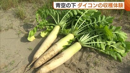 “ダイコン”の収穫体験！新潟・西区の砂丘地帯で立派に育ったダイコンは「甘みが強い」「みずみずしくておいしい」