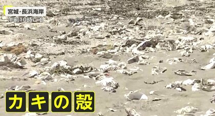 大量の「カキの殻」で海開き中止に　割れて尖り、素足で踏むとケガの恐れ…市担当者「養殖施設から流れついたか」宮城・石巻市