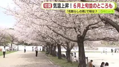 花散らしの雨にも負けず桜は見頃を保つ　「まだきれいに咲いていて子供も喜んでいてうれしい」　ほとんどの地点で5月上旬～6月上旬並みの初夏の陽気