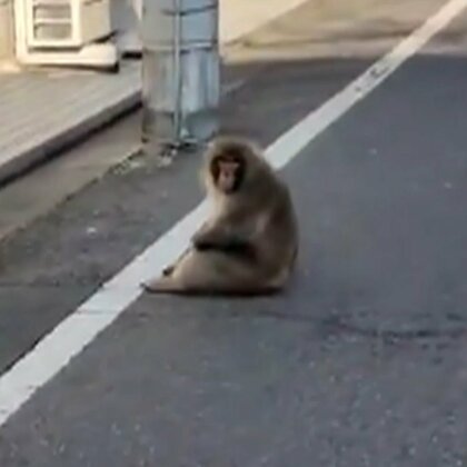 「まだ捕まってないのか」“左手がないサル”都内で連日目撃…葛飾区、足立区を移動か　警視庁「見かけても近付かないで」