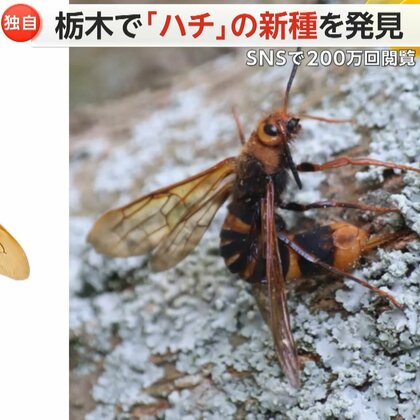 ハチの新種にSNS“20万回閲覧”　栃木県の旧国名「下野」にちなみ…「シモツケヒラアシキバチ」と命名　宇都宮市で発見
