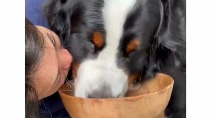 邪魔じゃないの？間近で飼い主が見ていないと食事をしない大型犬がかわいい…どうしてこうなったのか理由を聞いた