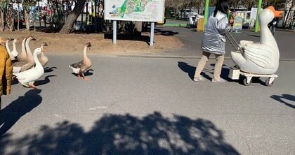 親鳥と勘違い? “大きな置物”に皆でついていくシナガチョウがかわいい…理由を動物園に聞いた