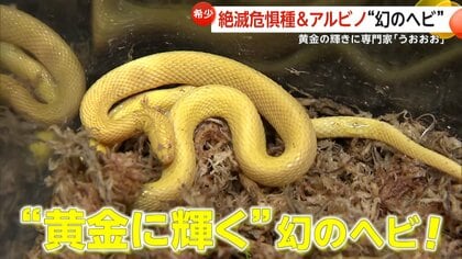 専門家「うおおお」　超希少金色に輝く“幻のヘビ”　絶滅危惧種「タカチホヘビ」のアルビノ個体発見　福岡・北九州市
