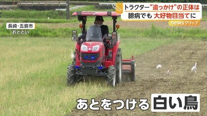 警戒心強い鳥なのに…トラクターを必死に追うシラサギ　掘り起こされる季節限定のごちそう“カエルやミミズ”狙って出没　長崎・五島市