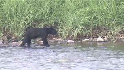 クマ被害急増「10数年に1回の異常状態」　福島県内各地で対策会議　出没増える可能性　注意呼びかけ　　