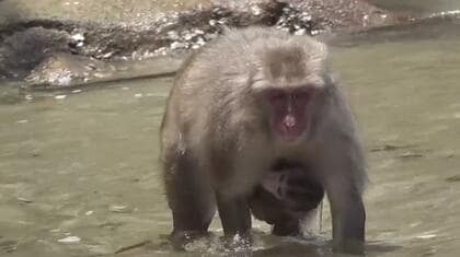 野生の子ザルたちが楽しそうに海水浴を楽しむ 癒される「幸島」夏の