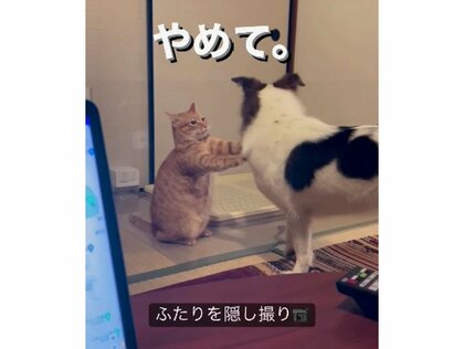 大好きすぎて同居猫の頭をパクリ！？静かにくわえ続ける犬の姿が面白い