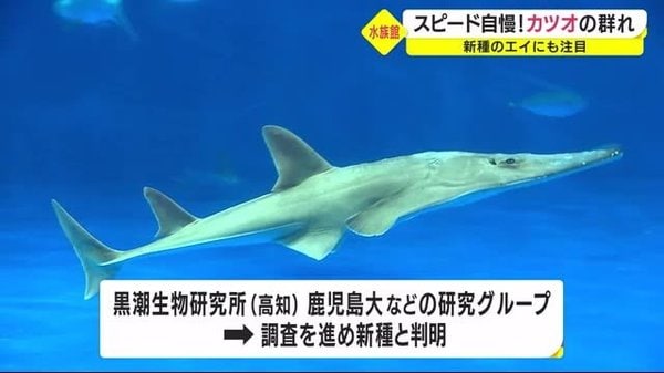 スピード自慢の魚に新種のエイも かごしま水族館