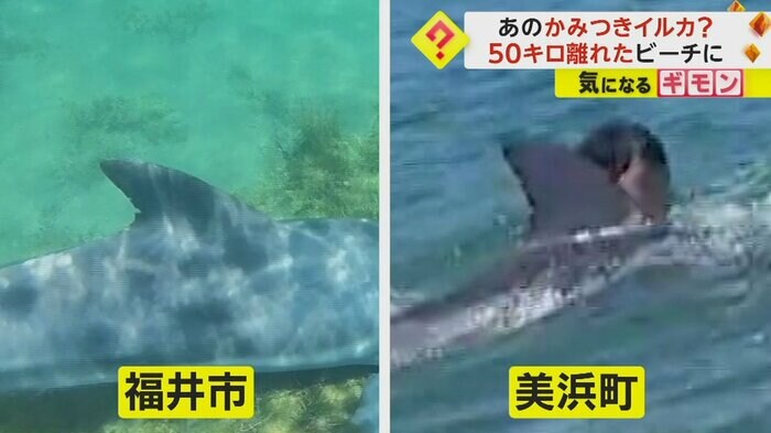 福井市と美浜町で現れたイルカの比較画像