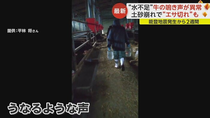 地震から3日後の1月4日の映像。牛のうなるような悲しげな鳴き声が
