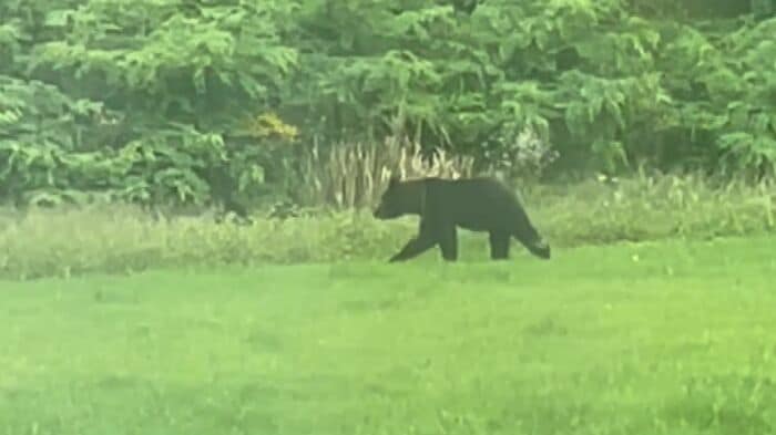 クマの目撃が相次ぐ