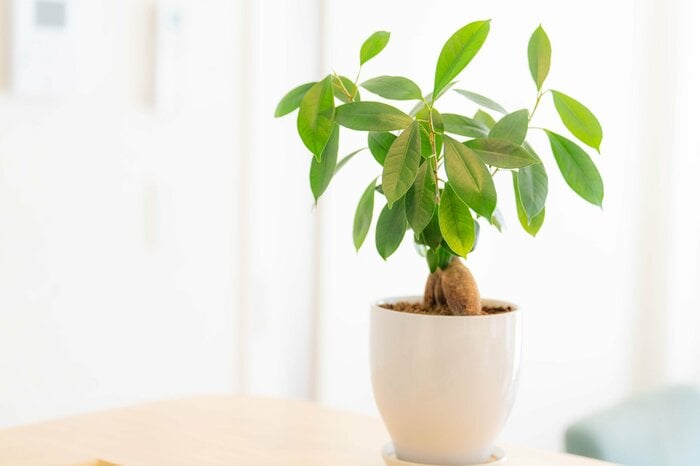 フィカスの一種である「ガジュマル」（画像はイメージ）