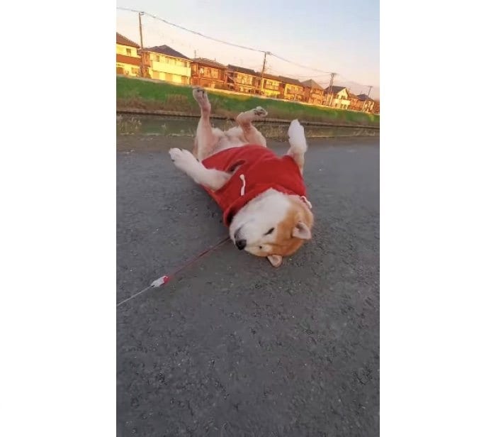 提供:柴犬ななさん