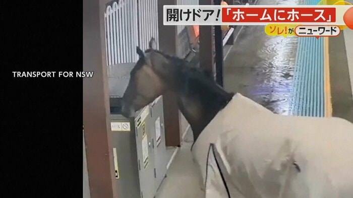 ゴミ箱を物色する厩舎から逃げ出した競走馬