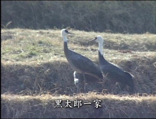 再婚した黒太郎とその一家