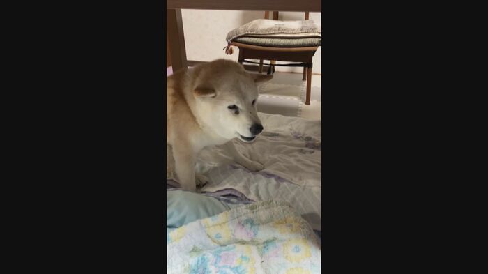 突然、始まった「夜鳴き」、認知症が進む 提供:佐藤さん