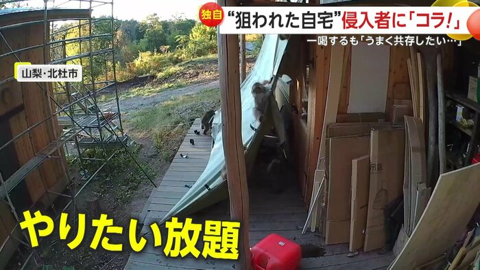 シートの上で大暴れするサルたち(提供:Birke(ビルケ))