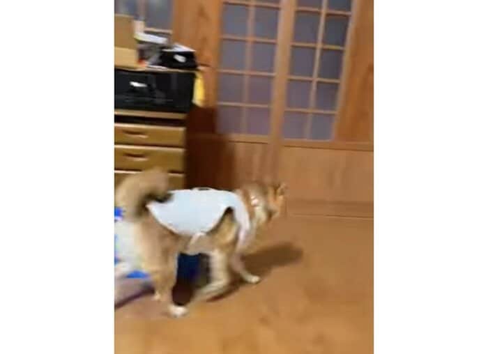 焦ってドアに向かう(提供:shiba_mugi_さん)