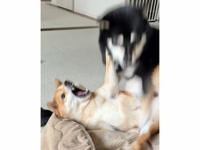 激しい