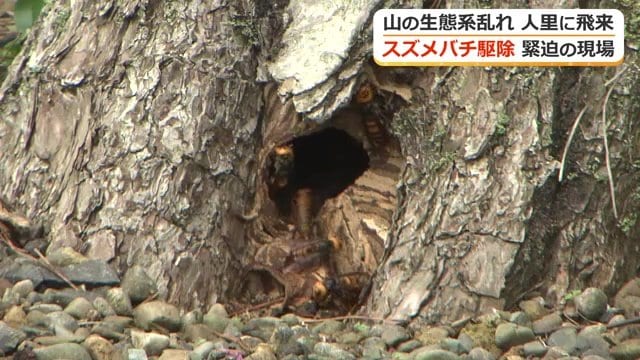 世界最大のスズメバチがブンブン飛び交う