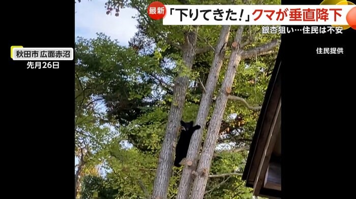 木から降りてくるクマ