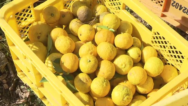 「北限のゆず」と呼ばれたブランドを守りたい
